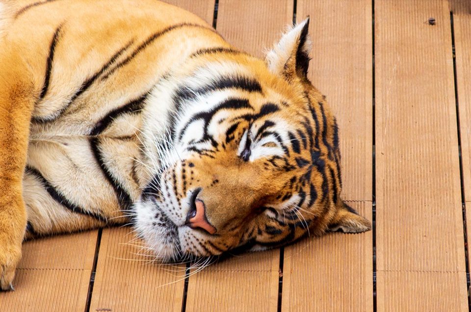 Pourquoi je n’ai pas caressé de tigres à Chiang Mai ?