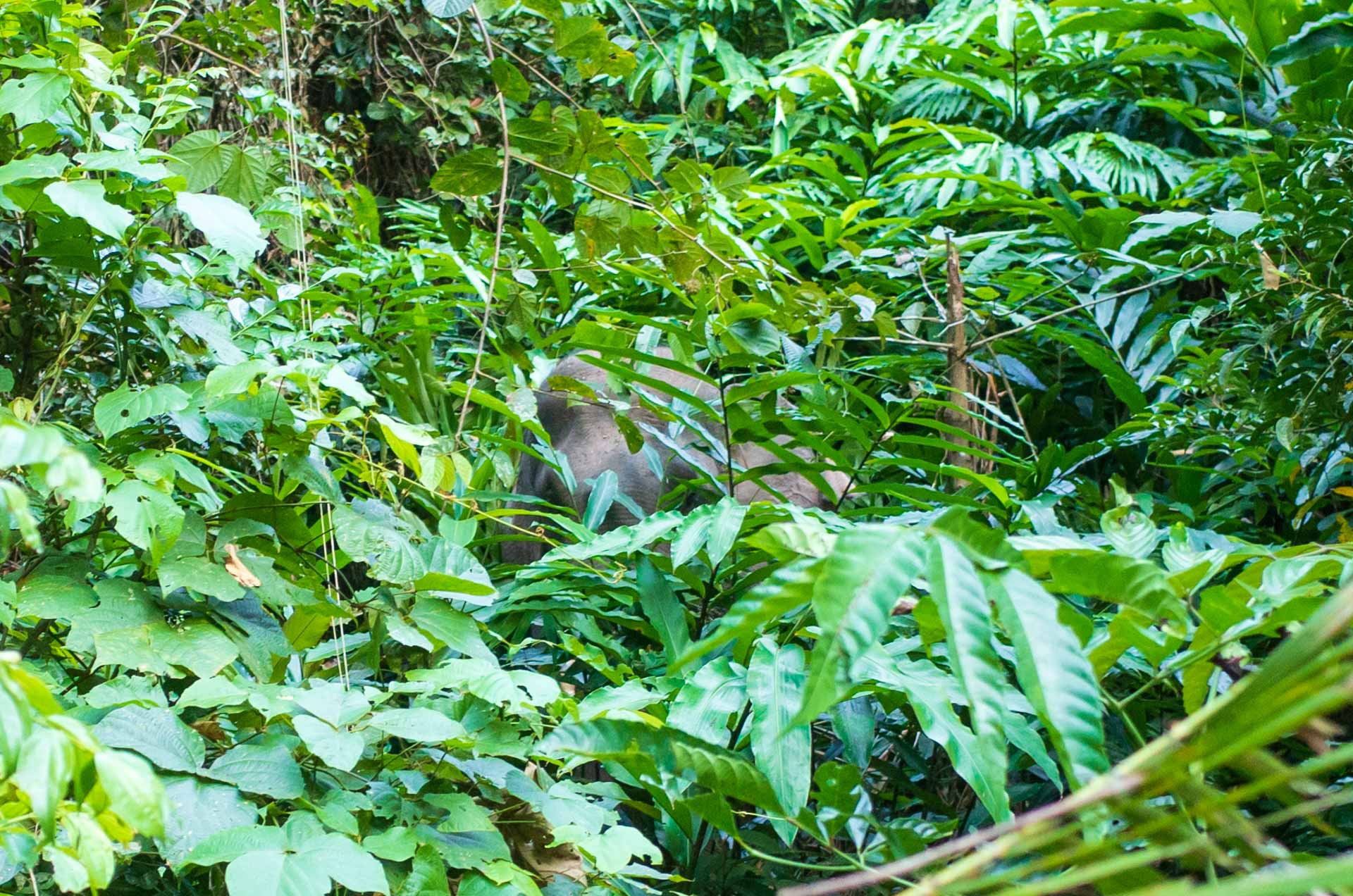 éléphant Parc Khao yai