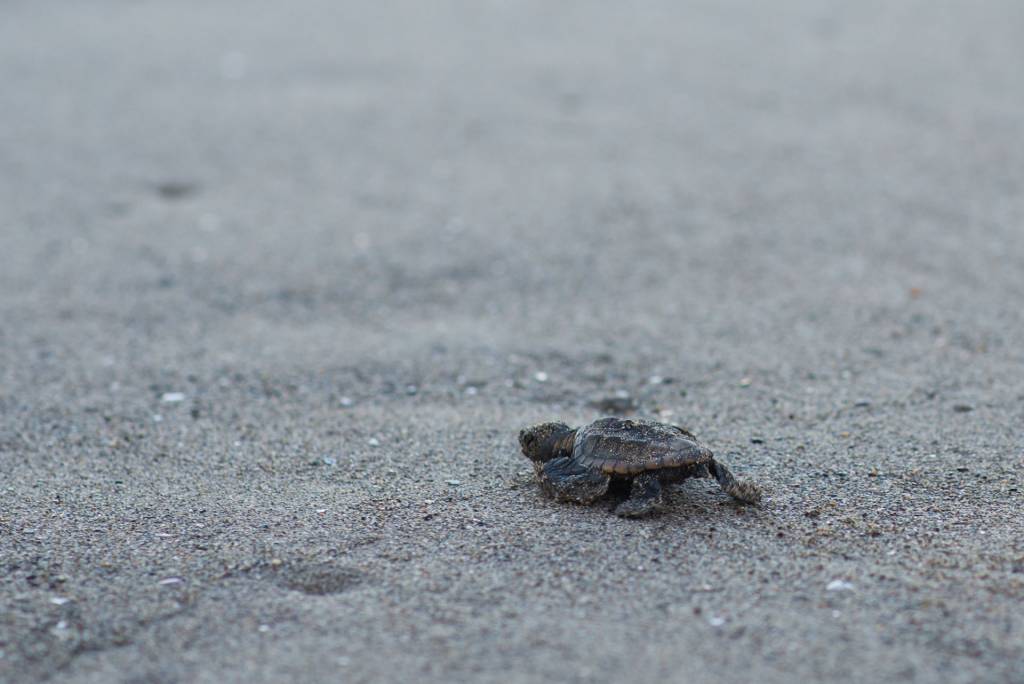 Observer Les Tortues à Poé Sans Déranger Une Petite Parenthèse - 