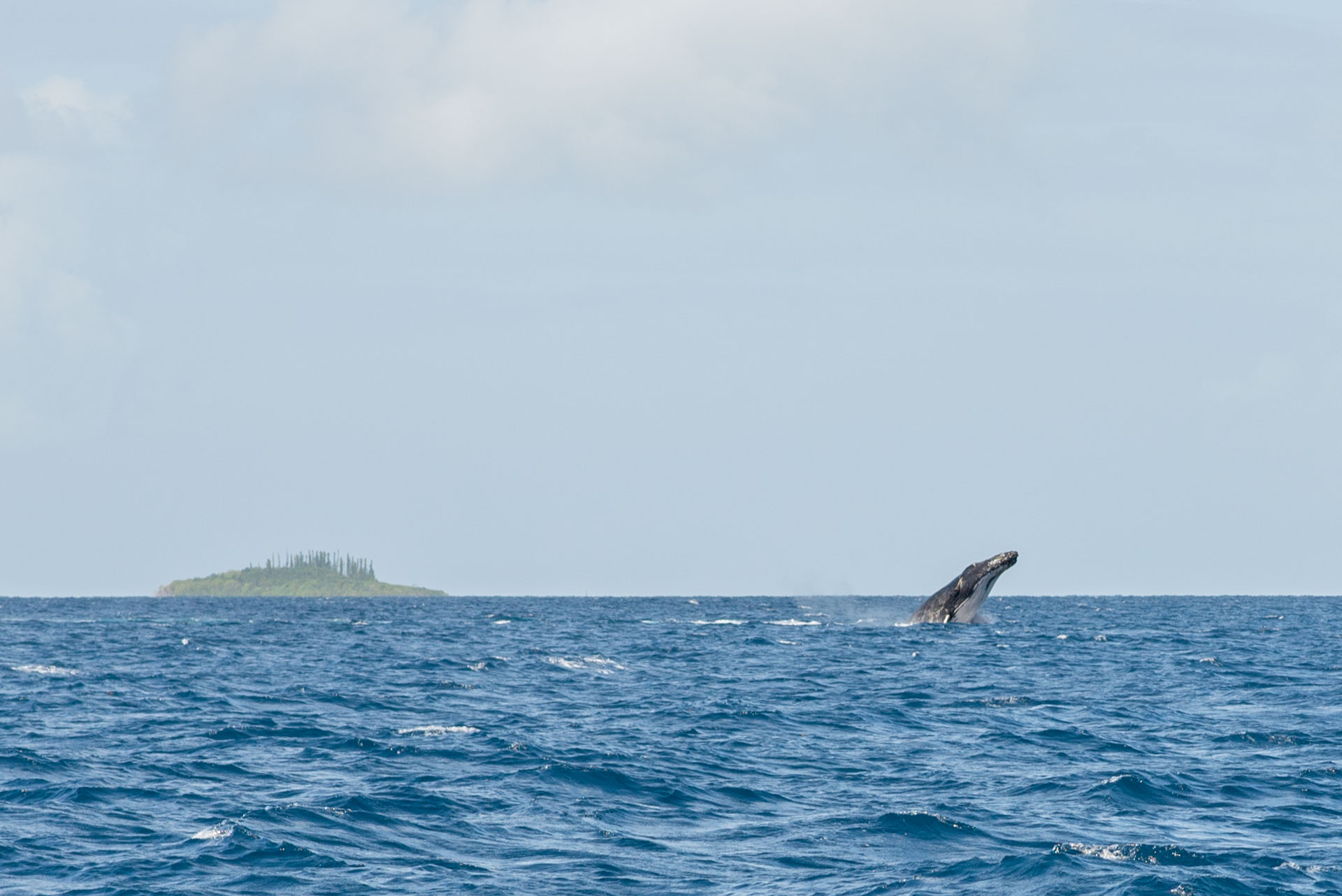 Observer baleines nouvelle-calédonie